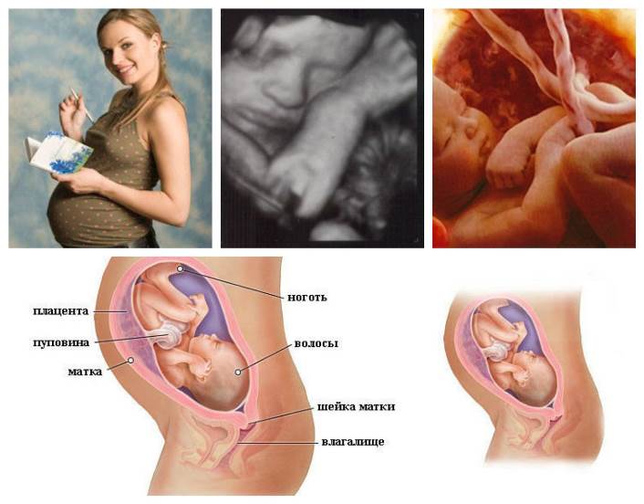 Беременность. признаки и течение беременности. организм беременной женщины