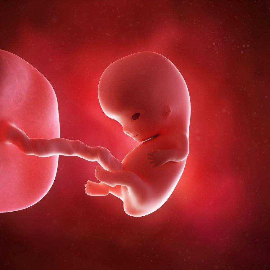 8 неделя беременности: что происходит с малышом и мамой, размер плода, видео