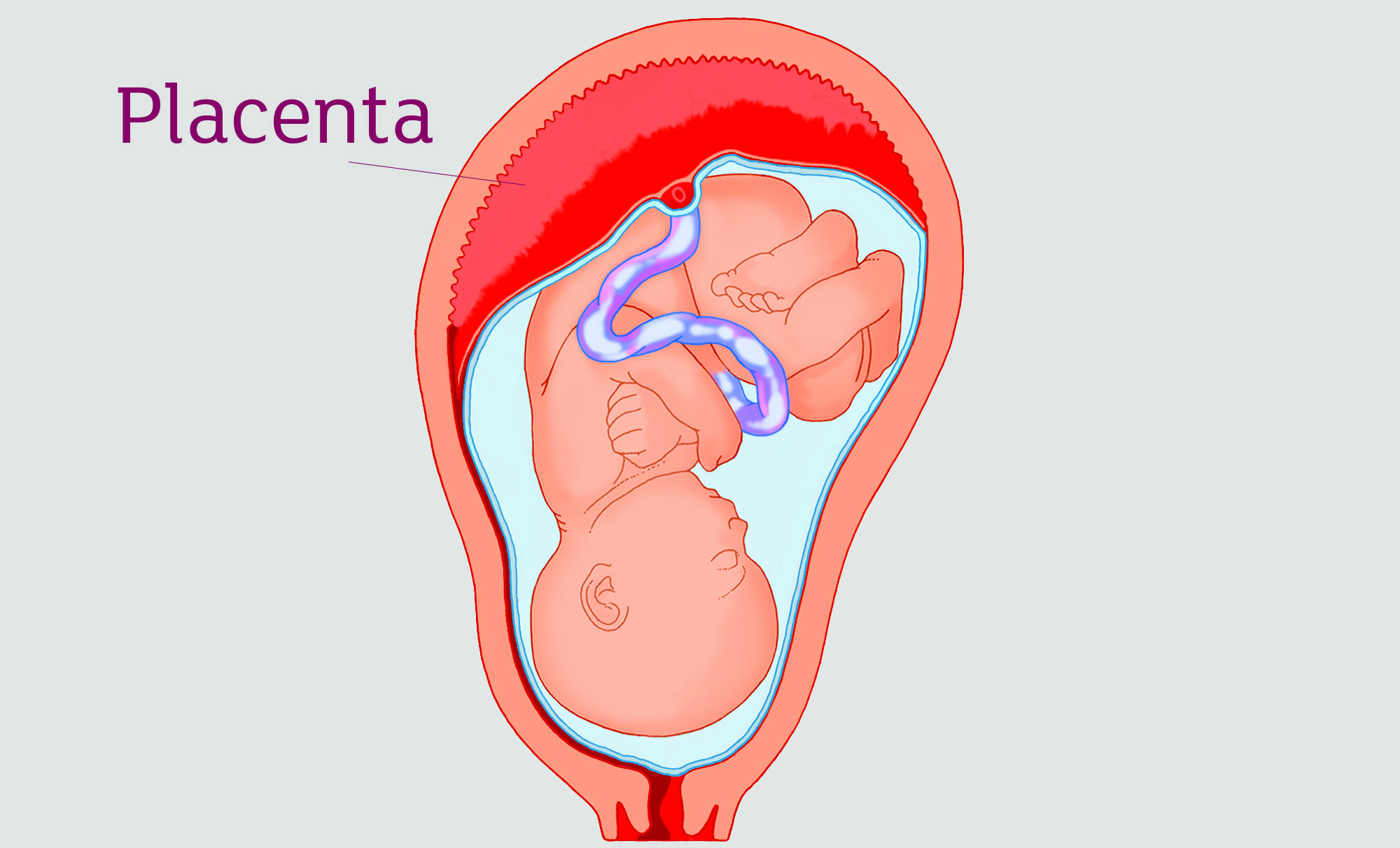 Когда начинает формироваться плацента при беременности