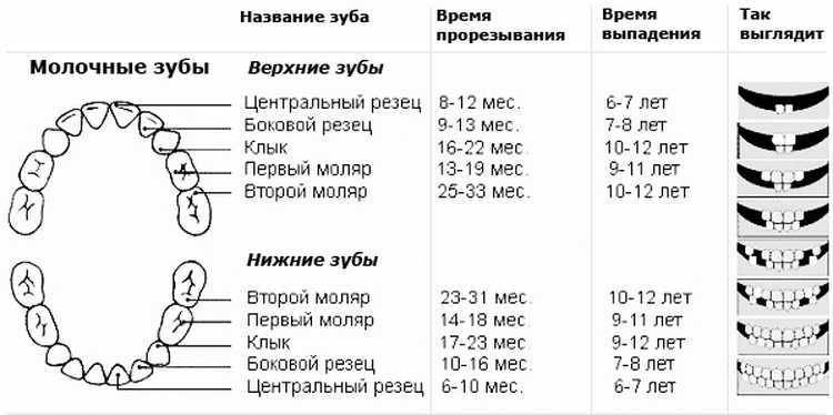 Молочные зубы у детей: сроки, очередность, схема и порядок прорезывания