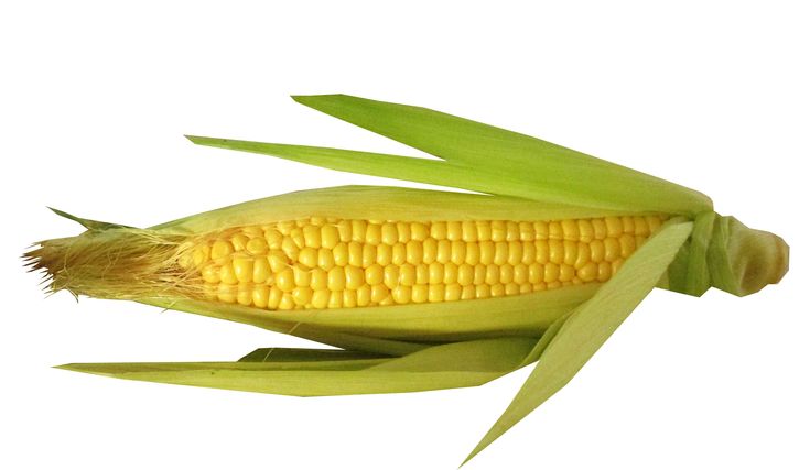 С какого возраста ребенку можно давать вареную кукурузу?  - еда и кулинария - вопросы и ответы