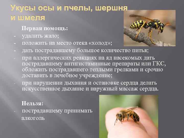Укус пчелы: симптомы,как снять отёк, первая помощь в домашних условиях, польза и вред от укуса