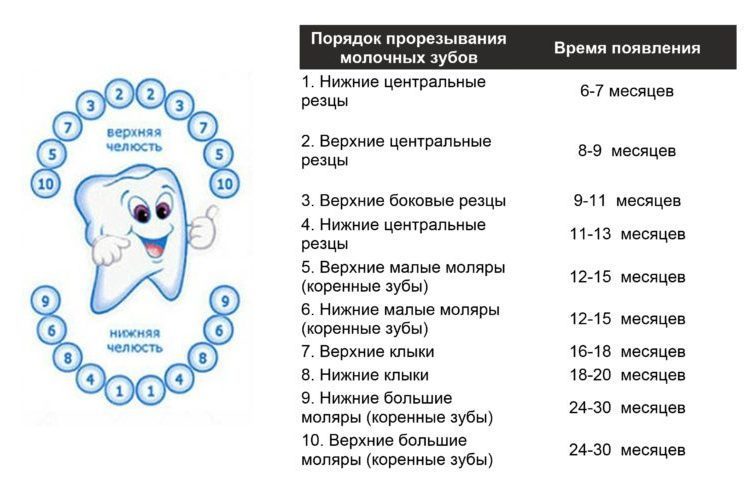 Порядок прорезывания зубов у детей: схема с фото