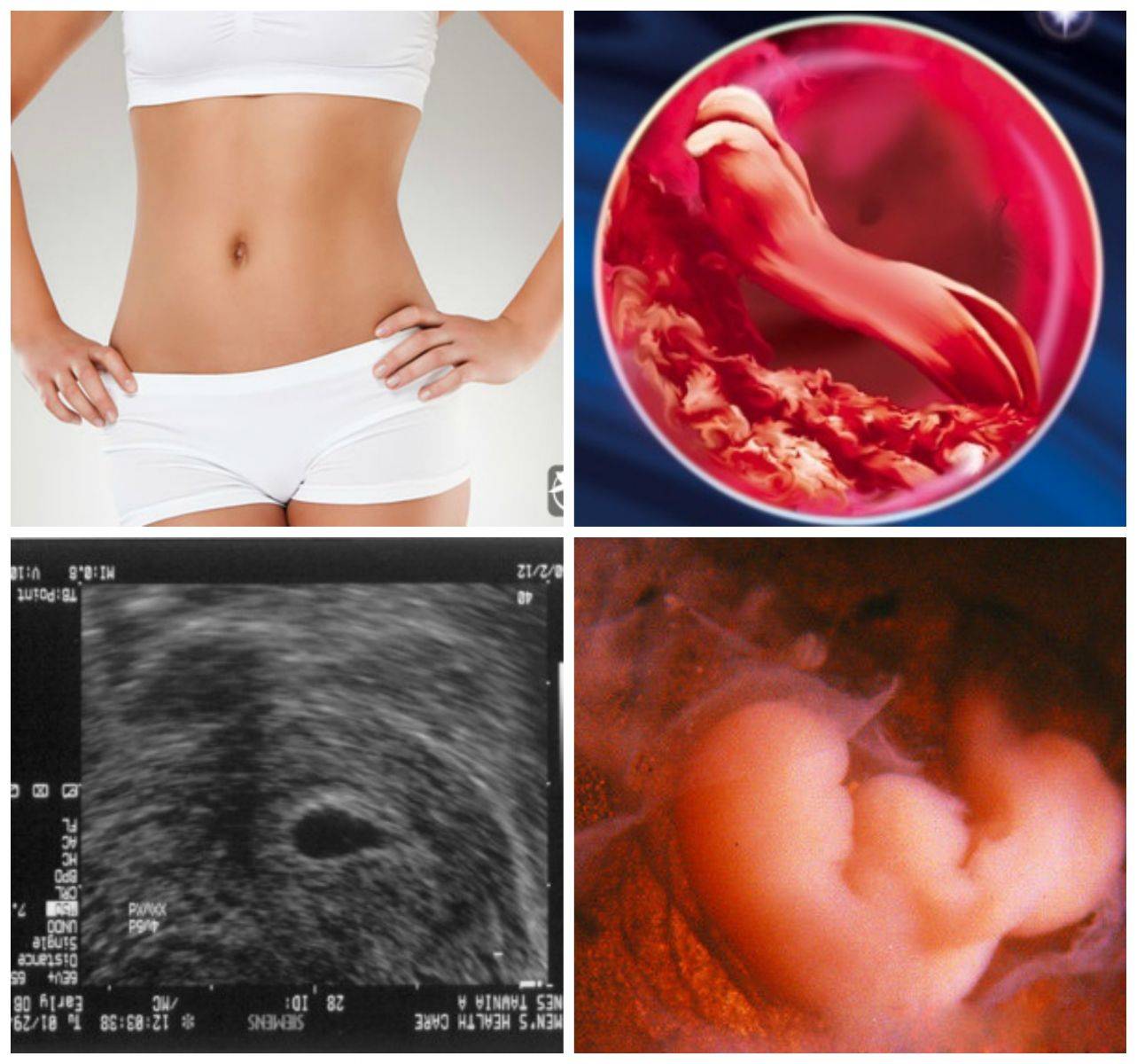 3 недели беременности (37 фото): признаки и ощущения, симптомы – что происходит на 3 акушерской неделе