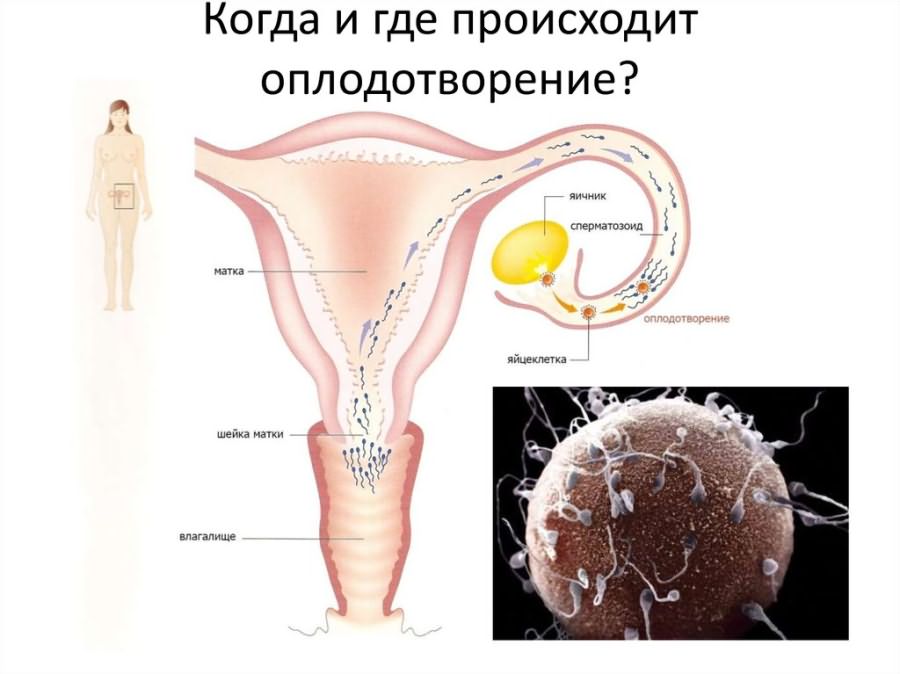 Через сколько дней происходит оплодотворение после зачатия: когда сперматозоид сливается с яйцеклеткой