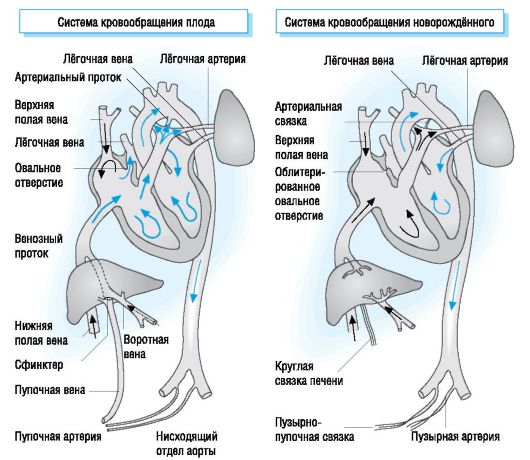 Кровоснабжение плода анатомия. особенности кровообращения у человеческого плода: анатомия, схема и описание гемодинамики