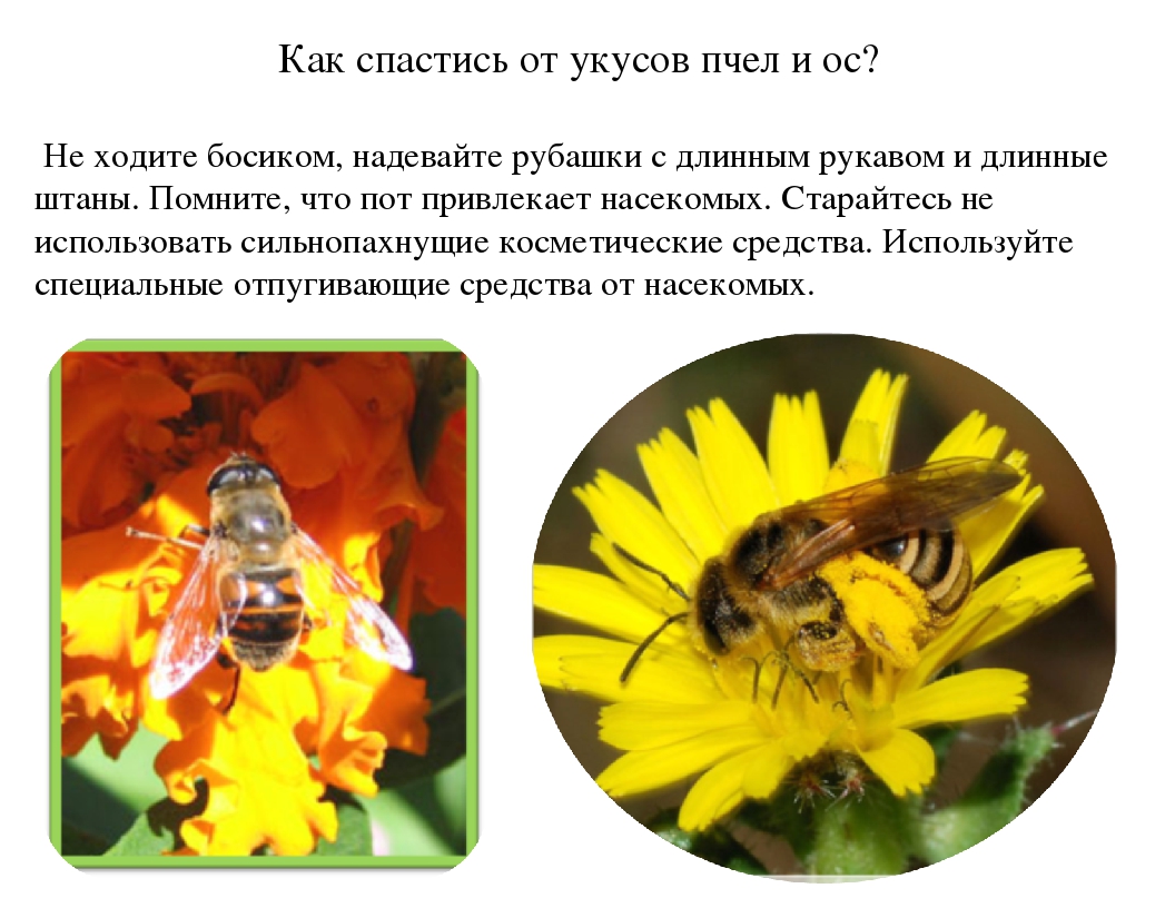 Укус пчелы у ребенка - первая помощь детям: что делать в домашних условиях, чем обрабатывать