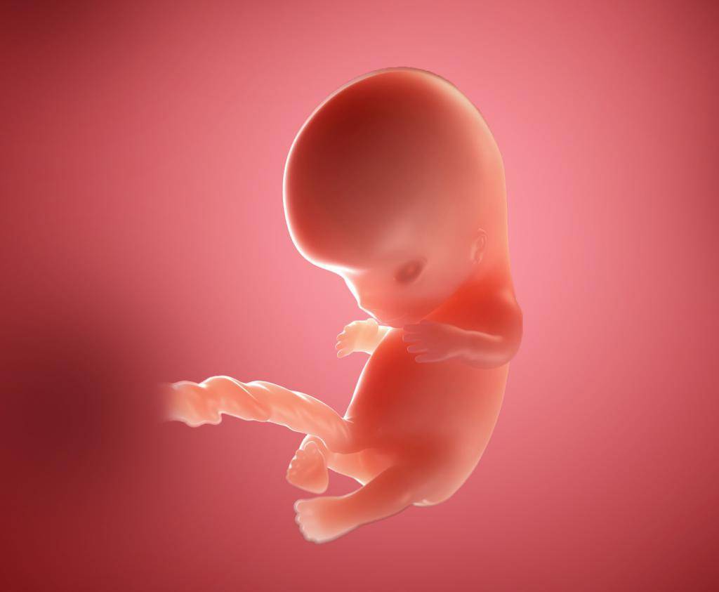 Восьмой месяц беременности (23 фото): ощущения и развитие плода, почему опасно рожать, размер живота и половая жизнь