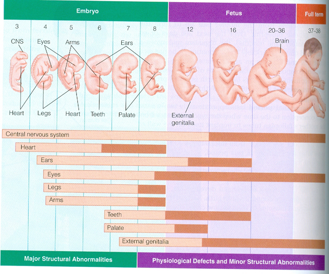 Беременность. как определить симптомы беременности? все о беременности - статьи |
            эко-блог