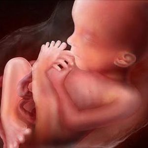 17 неделя беременности: что происходит с малышом и мамой, фото, развитие плода