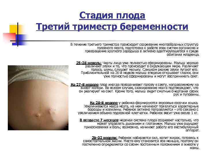 Первое узи при беременности (56 фото): когда делают первую процедуру на сроке до 12 недель, во сколько месяцев направляют на скрининг и особенности показателей 1-го триместра