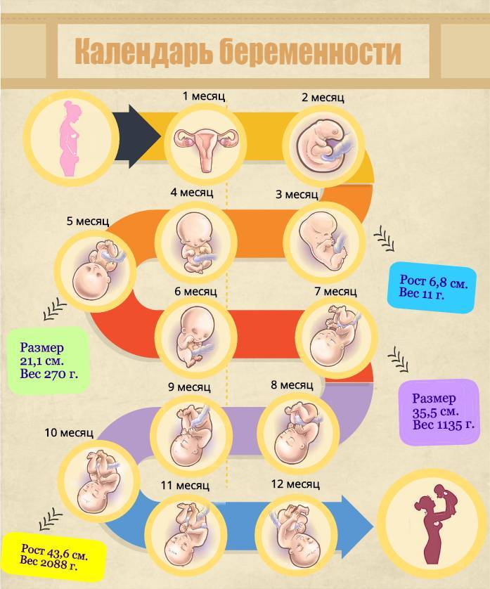На какой неделе рожают первого, второго ребёнка: статистика