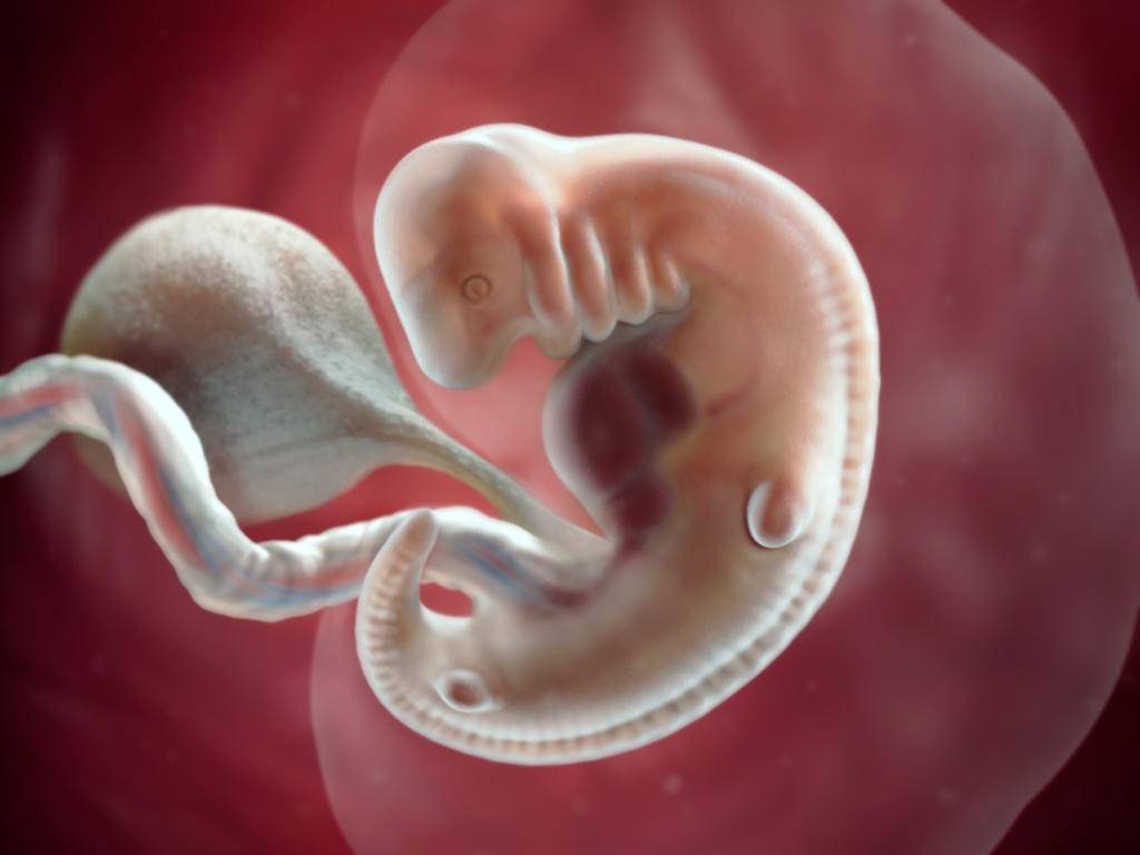 4 неделя беременности: как развивается эмбрион