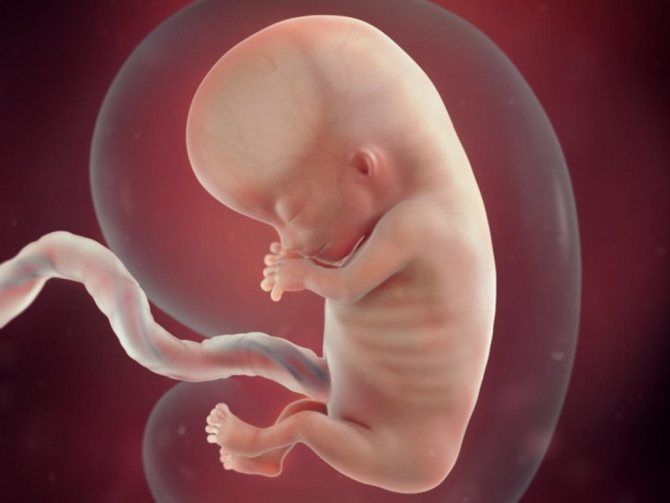 8 недель беременности – это сколько месяцев, что происходит с малышом? беременность 8 недель – развитие плода