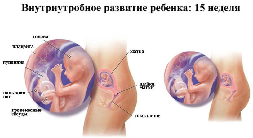 16 неделя беременности: что происходит с малышом и мамой, фото, развитие плода