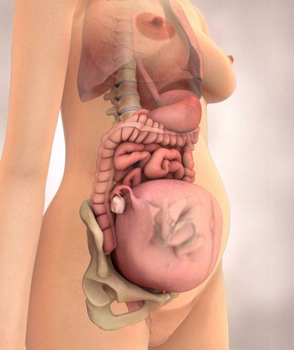 Развитие плода на 27 неделе беременности (17 фото): что происходит с малышом, где расположен ребенок и как выглядит, вес и размеры, активность и ощущения