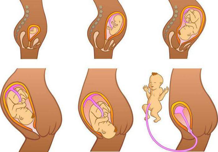 На какой неделе беременности начинает расти живот? в каком месяце появляется округлость на животике у худеньких и большая – у полных? особенности при первой и повторной беременностях