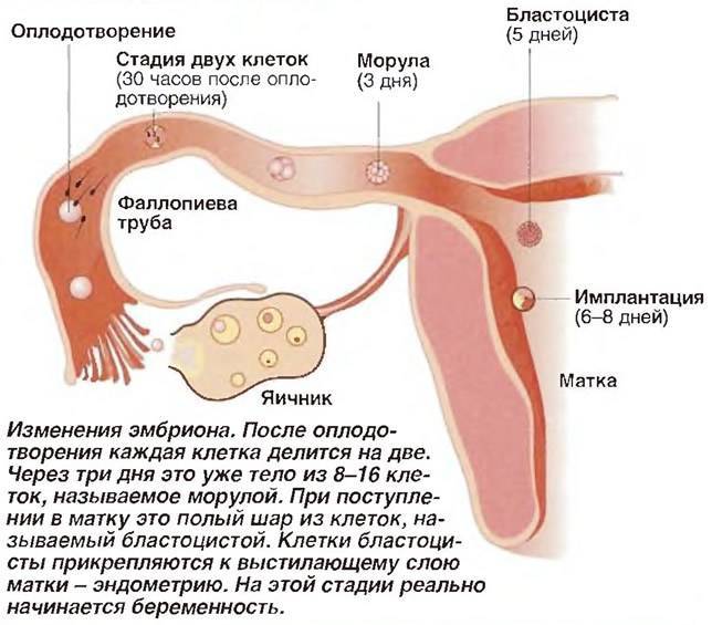 Ощущения при имплантации эмбриона в матку
