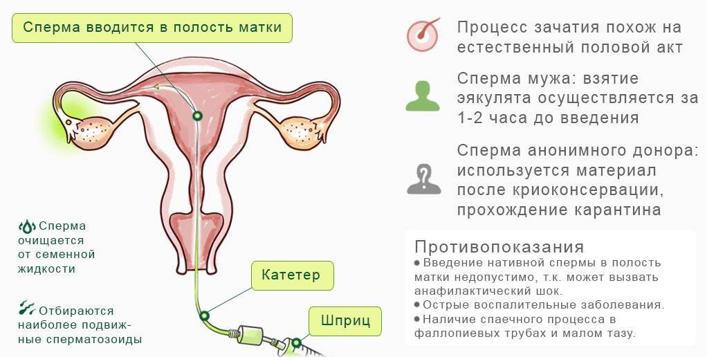 Когда происходит зачатие после полового акта?