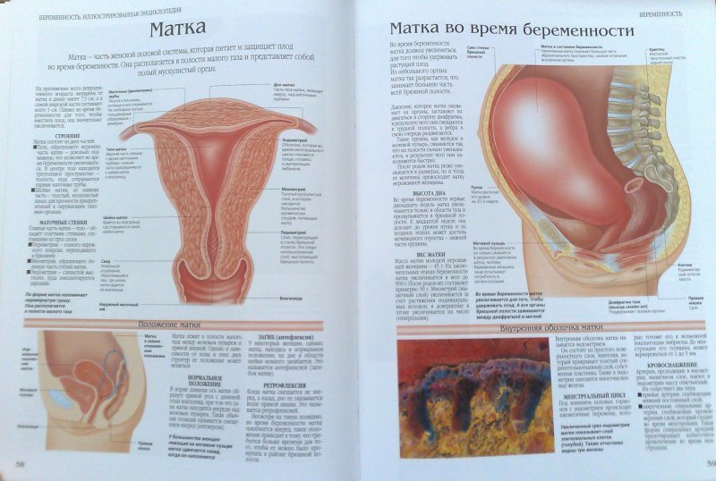 Изменение матки при беременности. Матка при беременности. Матка женщины при беременности на ранних сроках. При беременности матка увеличивается.