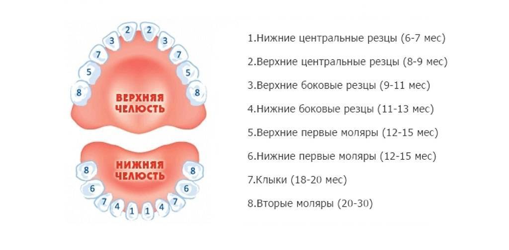 Признаки появления зубов: симптомы прорезывания зубов у грудничка, отличие от признаков присоединения инфекции
