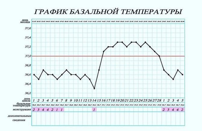 Как измерить базальную температуру для определения беременности и каким градусником пользоваться, базальная температура как правильно измерять, измерение базальной температуры, как померить.