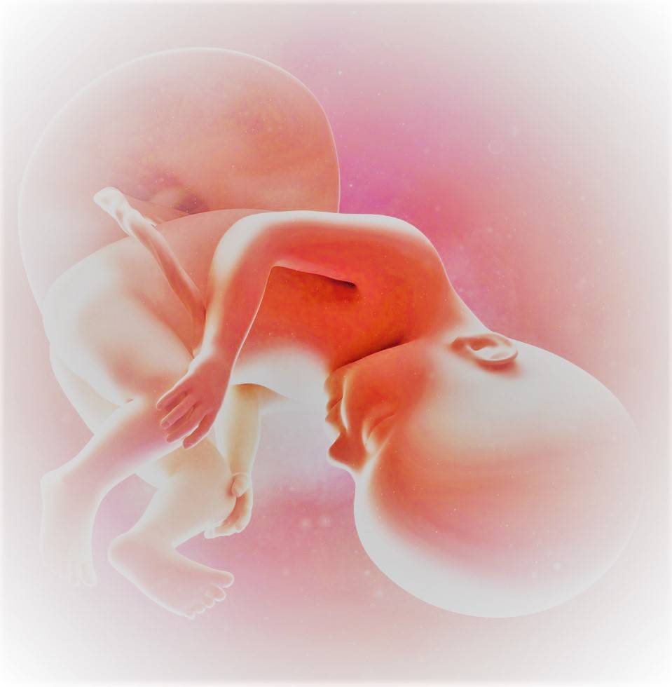 Развитие плода на 8 неделе беременности (17 фото): что происходит с малышом, размеры ребенка и ощущения, как выглядит малыш на 8 акушерской неделе