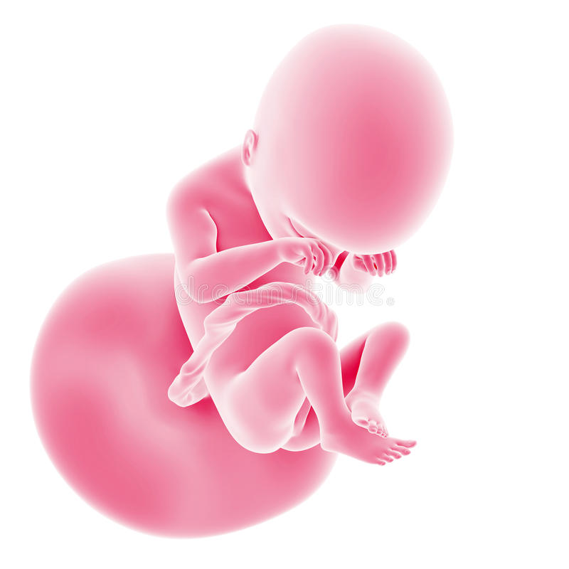 19 неделя беременности: что происходит в 5 месяц от зачатия?