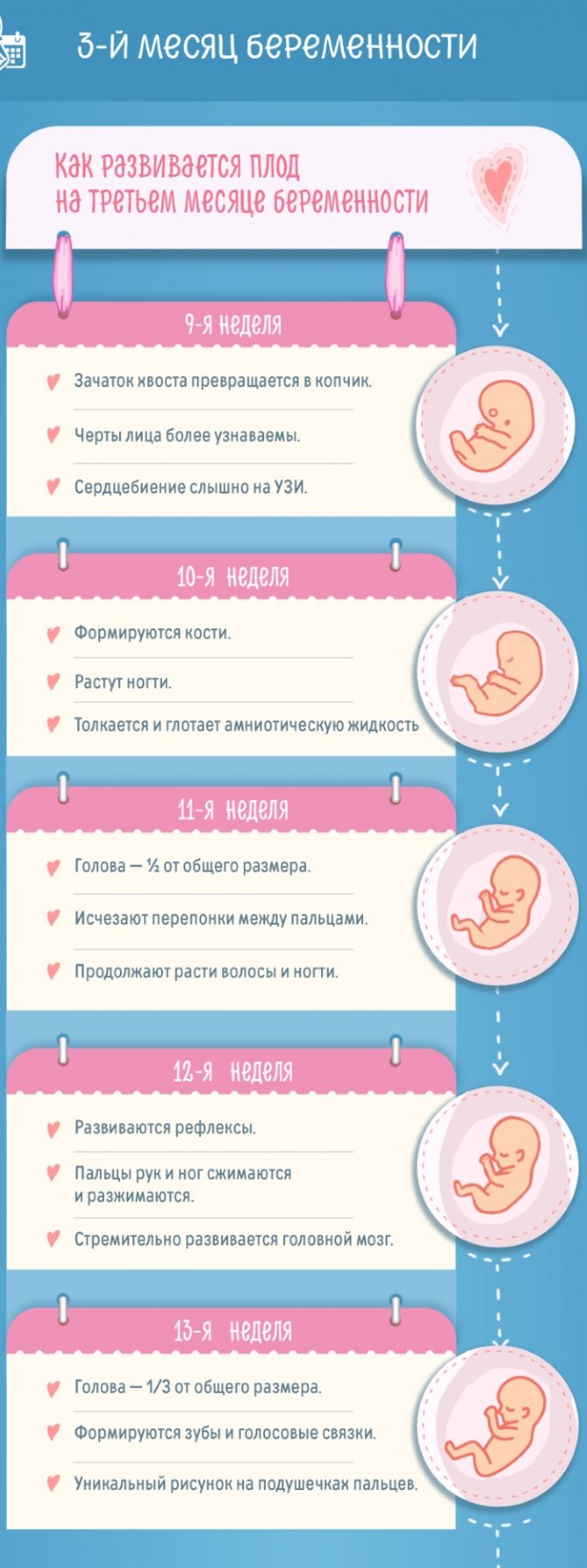 Развитие плода на 23 неделе беременности