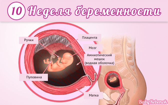 Признаки беременности на 3-й неделе после зачатия