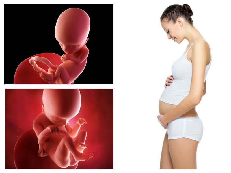 16 неделя беременности: что происходит с малышом и мамой, фото, развитие плода, ощущения