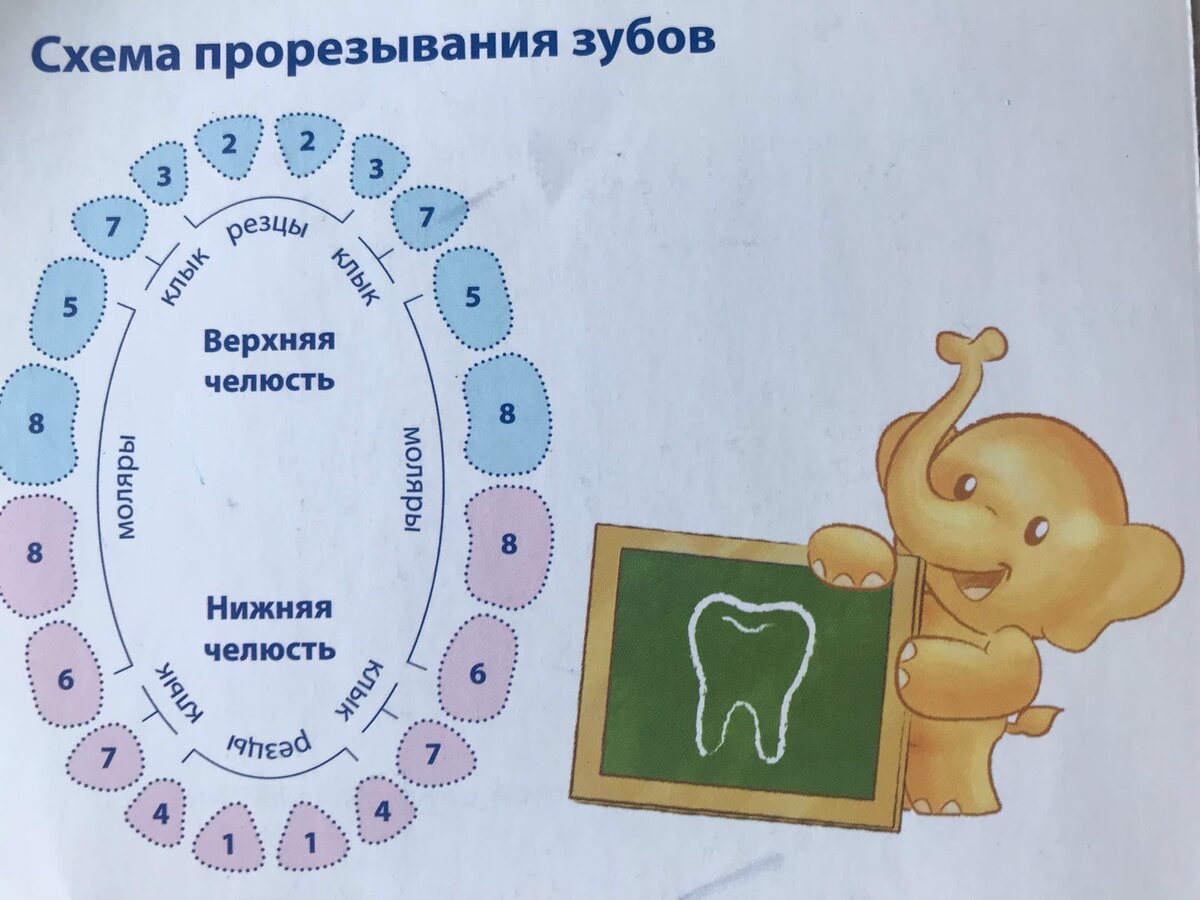 последовательность зубов у малышей фото