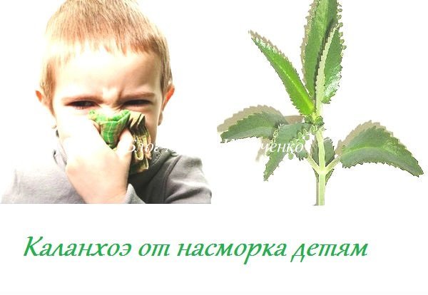 Каланхоэ от насморка ребенку: инструкция и пропорции / mama66.ru