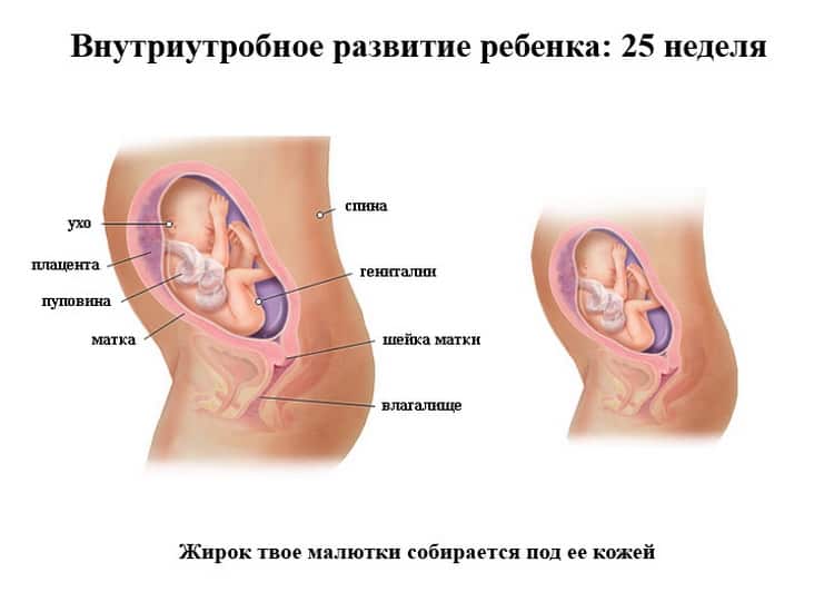 Развитие плода на 22 неделе беременности