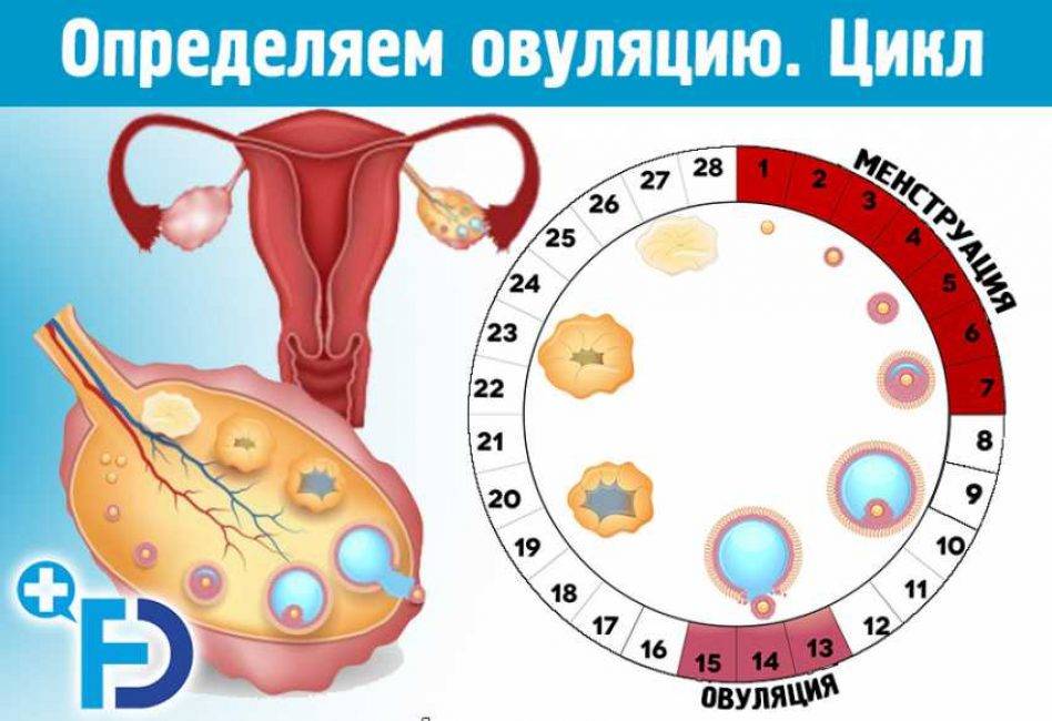 Какова вероятность беременности при вагинальном кандидозе?