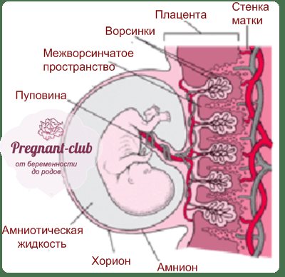 Плацента (хорион): что это такое, когда формируется при беременности, типы, функции и строение у беременных, сколько весит, развитие и особенности образования