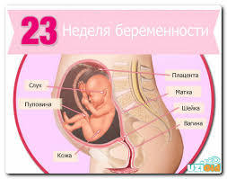 23 неделя беременности (53 фото): что происходит с малышом и мамой, сколько это месяцев, развитие на 22-23 акушерской неделе, секс и простуда на 21 неделе от зачатия