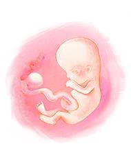 9 неделя беременности: что происходит с малышом и мамой, фото, развитие плода, ощущения
