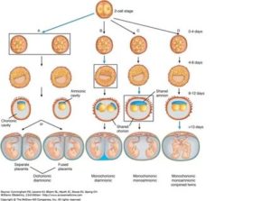 Многоплодная беременность (20 фото): признаки на ранних сроках беременности двойней, ведение и учет, когда можно определить наличие двойни, особенности при эко