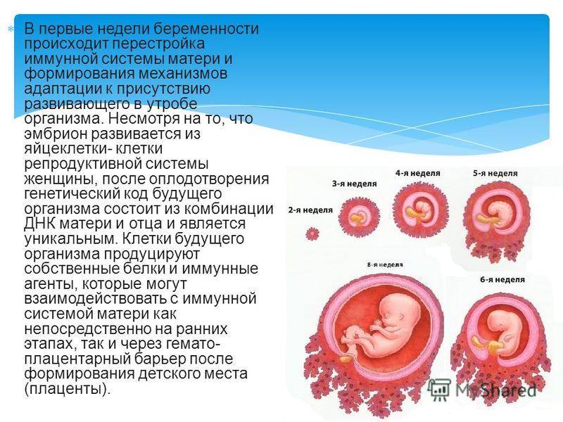Беременность — 4 недели. что происходит в организме на 4 неделе беременности?