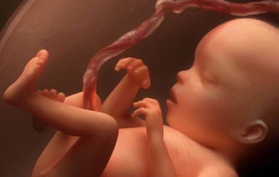 Развитие плода на 22 неделе беременности (18 фото): что происходит с малышом, размеры и вес ребенка, как выглядит и что чувствует, ощущения и нормы