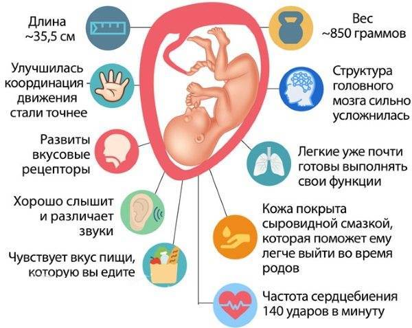 23 неделя беременности: симптомы, признаки, вес и рост плода