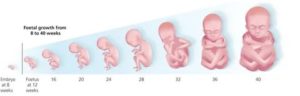 Каким образом формируется пол ребенка в утробе матери: когда можно его определить?