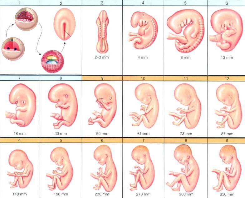 Беременность и все, что необходимо знать о ней каждой женщине