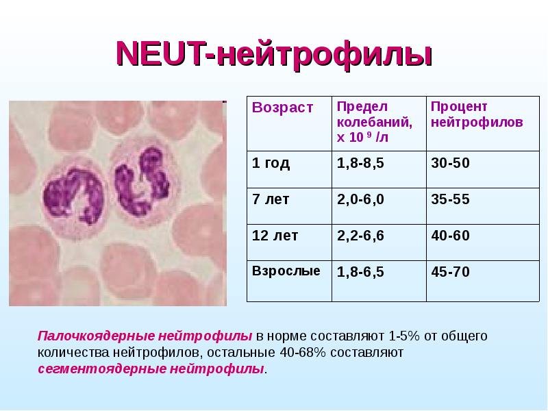 Пониженные нейтрофилы в крови у ребенка
