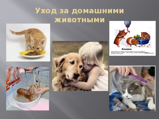 Какое домашнее животное лучше завести в квартире: советы по выбору, уходу и содержанию - animallist.ru