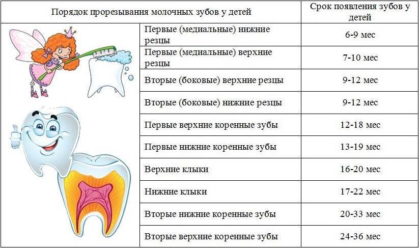 Температура при прорезывании зубов: сколько держится и чем сбить / mama66.ru
