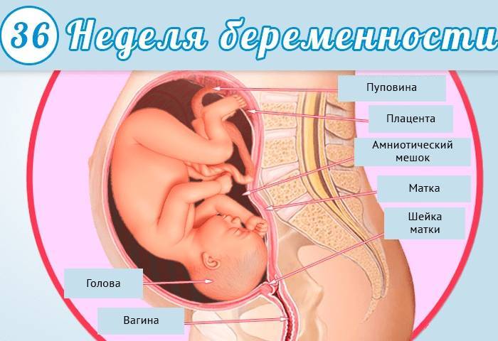 34 неделя беременности: что происходит с малышом и мамой?