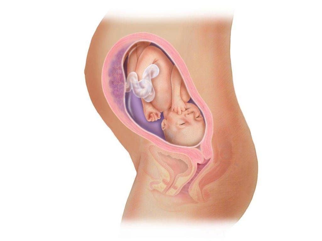 28 неделя беременности - что происходит с малышом и мамой в 28 недель