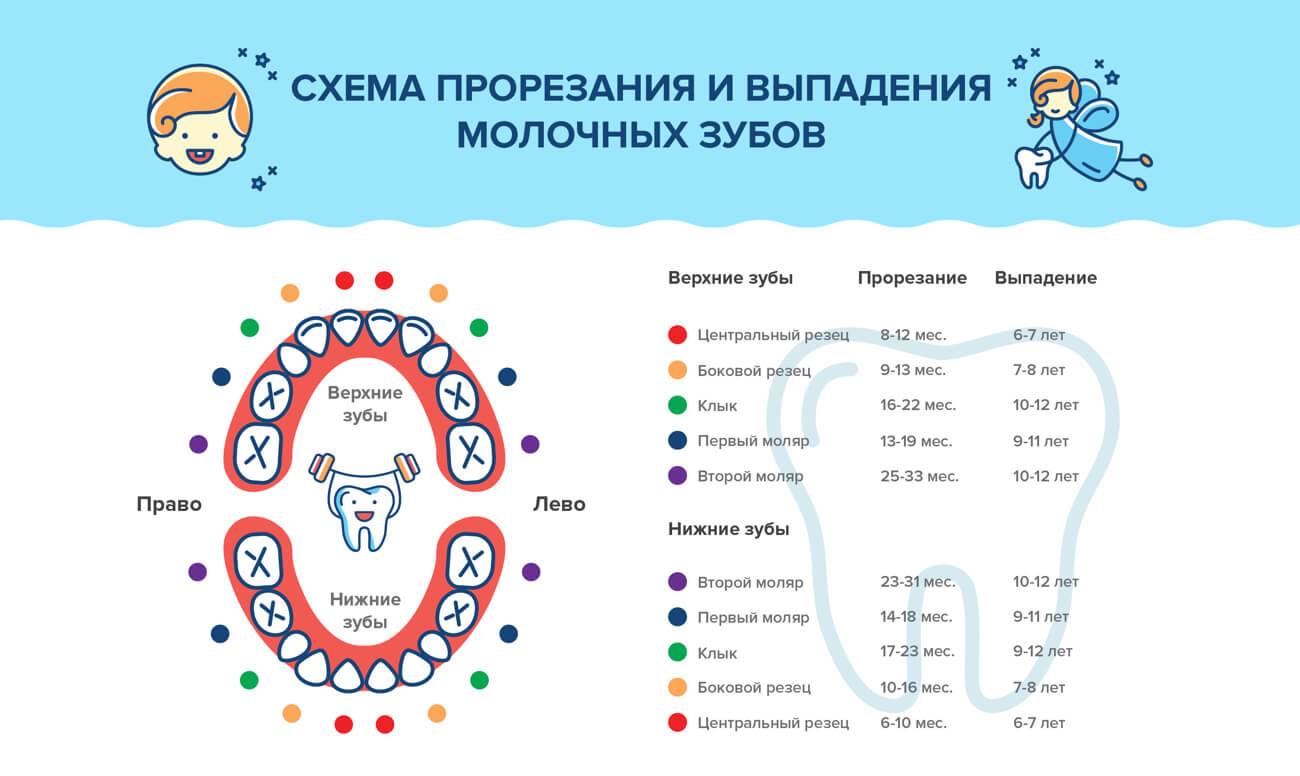 Молочные зубы у детей: сроки, очередность, схема и порядок прорезывания